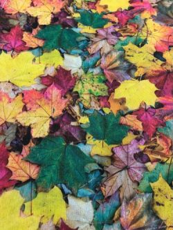 Τροπικά σχέδια 6119