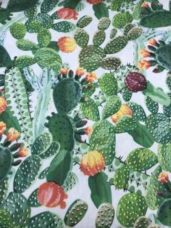 Λονέτα Κάκτος 11995